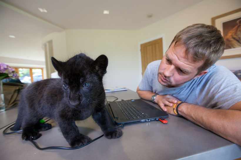 Programme Name: Big Cats About the House - TX: 22/03/2018 - Episode: n/a (No. 1) - Picture Shows: with Maya, jaguar cub Giles Clark - (C) BBC NHU - Photographer: Joe Manning