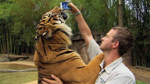 Giles and tiger 4