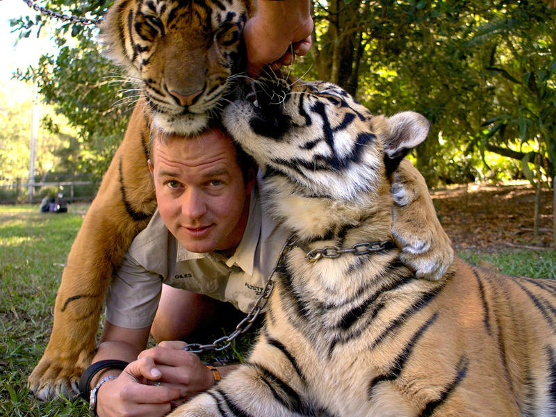 Giles & tigers 2